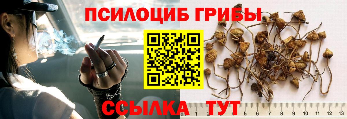 Галлюциногенные грибы Cubensis Санкт-Петербург
